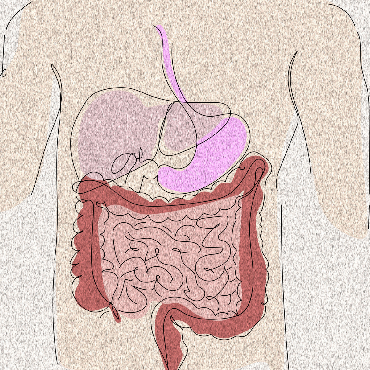 The Life of your Gut